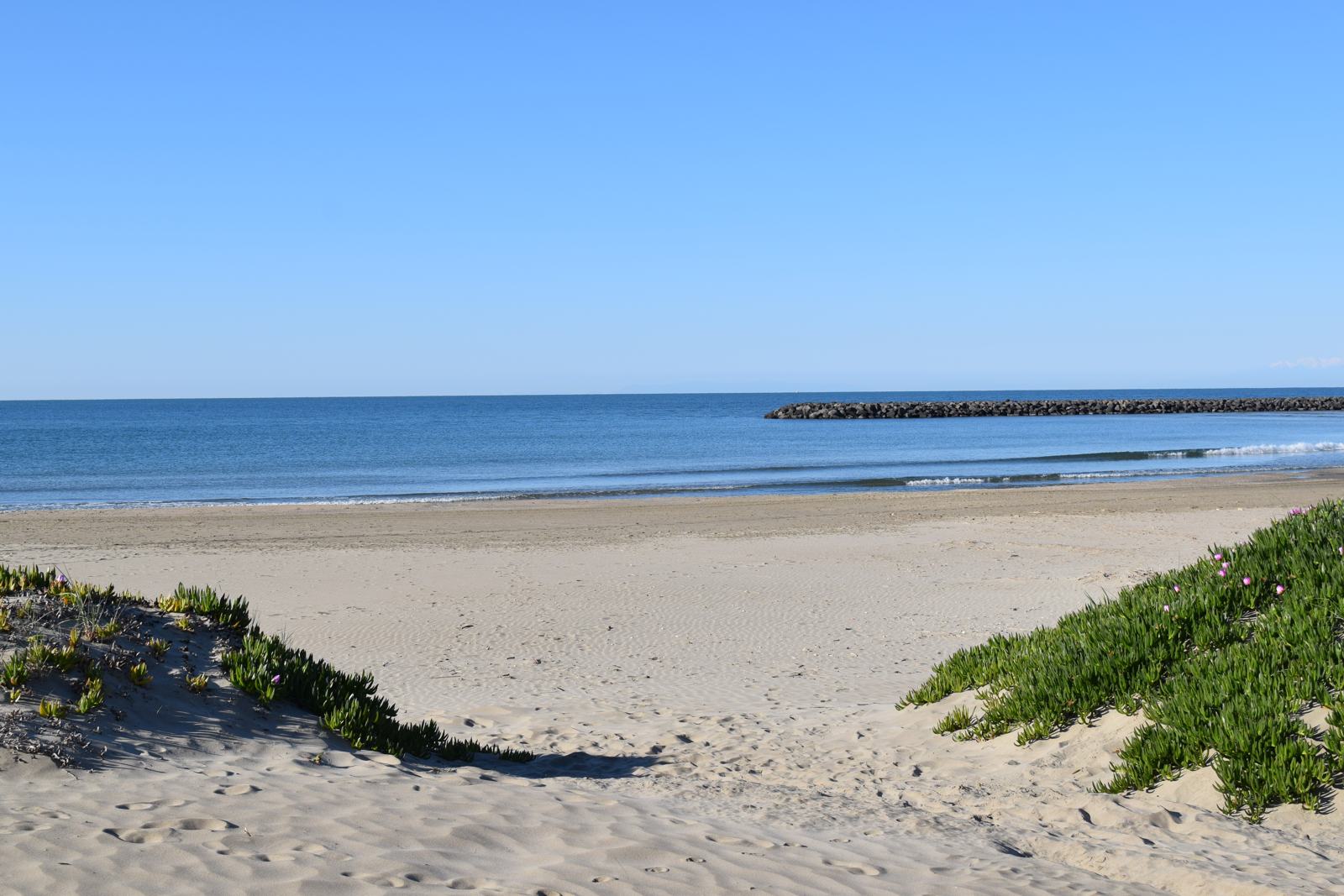 Plage de sable fin entre les dunes fleuries, mer calme et digue au loin